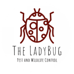 The Ladybug